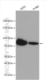 PLOD1 Antibody in Western Blot (WB)