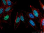INO80B Antibody in Immunocytochemistry (ICC/IF)