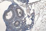 INO80B Antibody in Immunohistochemistry (Paraffin) (IHC (P))