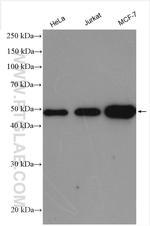 INO80B Antibody in Western Blot (WB)