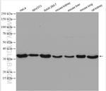 Annexin A4 Antibody in Western Blot (WB)