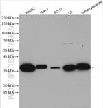 Annexin A4 Antibody in Western Blot (WB)