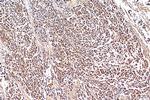 PHF8 Antibody in Immunohistochemistry (Paraffin) (IHC (P))