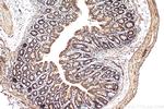 TM9SF4 Antibody in Immunohistochemistry (Paraffin) (IHC (P))