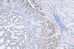 TM9SF4 Antibody in Immunohistochemistry (Paraffin) (IHC (P))