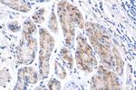 TM9SF4 Antibody in Immunohistochemistry (Paraffin) (IHC (P))