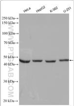 MRPL37 Antibody in Western Blot (WB)