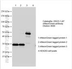 mNeonGreen Antibody in Western Blot (WB)