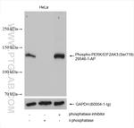 Phospho-PERK/EIF2AK3 (Ser719) Antibody in Western Blot (WB)