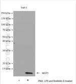 MCP1 Antibody in Western Blot (WB)