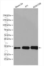 BAK Antibody in Western Blot (WB)