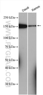 PLCG2 Antibody in Western Blot (WB)