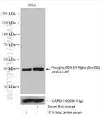 Phospho-PDH E1 Alpha (Ser300) Antibody in Western Blot (WB)