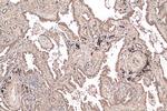 NCOA3 Antibody in Immunohistochemistry (Paraffin) (IHC (P))