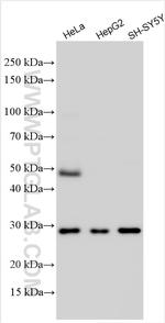 CXCL16 Antibody in Western Blot (WB)