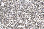 PDIA5 Antibody in Immunohistochemistry (Paraffin) (IHC (P))