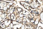 PDIA5 Antibody in Immunohistochemistry (Paraffin) (IHC (P))