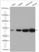 PDIA5 Antibody in Western Blot (WB)