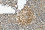 TMEM66 Antibody in Immunohistochemistry (Paraffin) (IHC (P))