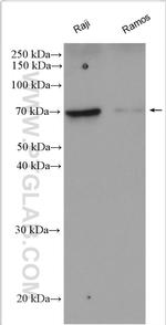 RELB Antibody in Western Blot (WB)