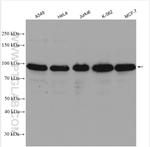 BICD2 Antibody in Western Blot (WB)