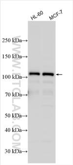 GEN1 Antibody in Western Blot (WB)