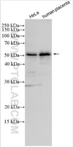 HTRA1 Antibody in Western Blot (WB)