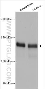 SRGAP3 Antibody in Western Blot (WB)