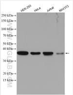 TRA2B Antibody in Western Blot (WB)