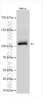 UBAP2 Antibody in Western Blot (WB)