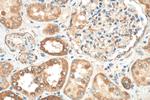 PPT1 Antibody in Immunohistochemistry (Paraffin) (IHC (P))
