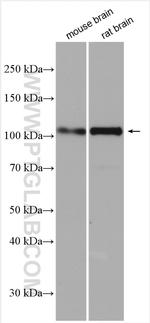 SYNPO Antibody in Western Blot (WB)