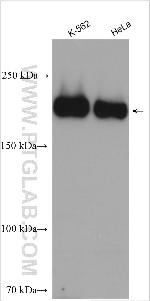 MADD Antibody in Western Blot (WB)