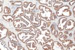 PGM3 Antibody in Immunohistochemistry (Paraffin) (IHC (P))