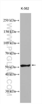 KLF10 Antibody in Western Blot (WB)