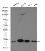 EIF4E Antibody in Western Blot (WB)