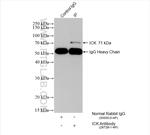 ICK Antibody in Immunoprecipitation (IP)
