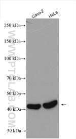 SIRT7 Antibody in Western Blot (WB)