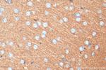 Synaptogyrin 1 Antibody in Immunohistochemistry (Paraffin) (IHC (P))