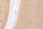 Synaptogyrin 1 Antibody in Immunohistochemistry (Paraffin) (IHC (P))