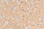 Synaptogyrin 1 Antibody in Immunohistochemistry (Paraffin) (IHC (P))