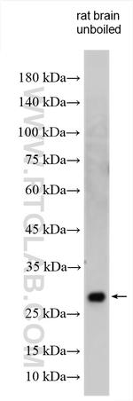 Synaptogyrin 1 Antibody in Western Blot (WB)
