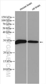 Synaptogyrin 1 Antibody in Western Blot (WB)