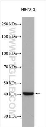 FGF10 Polyclonal Antibody