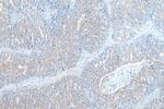 EPX Antibody in Immunohistochemistry (Paraffin) (IHC (P))