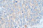 EPX Antibody in Immunohistochemistry (Paraffin) (IHC (P))