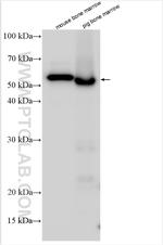 EPX Antibody in Western Blot (WB)