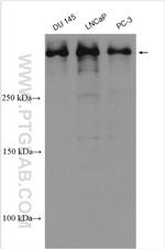 BIRC6 Antibody in Western Blot (WB)