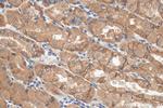 NHE1 Antibody in Immunohistochemistry (Paraffin) (IHC (P))