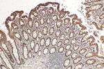 POLD2 Antibody in Immunohistochemistry (Paraffin) (IHC (P))